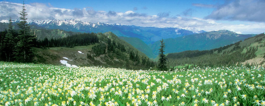دعای مشکل گشا